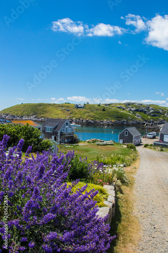 Coastal Maine, Flowers, landscape photo