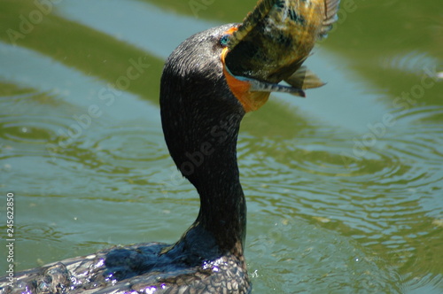 Cormorant catching fish II