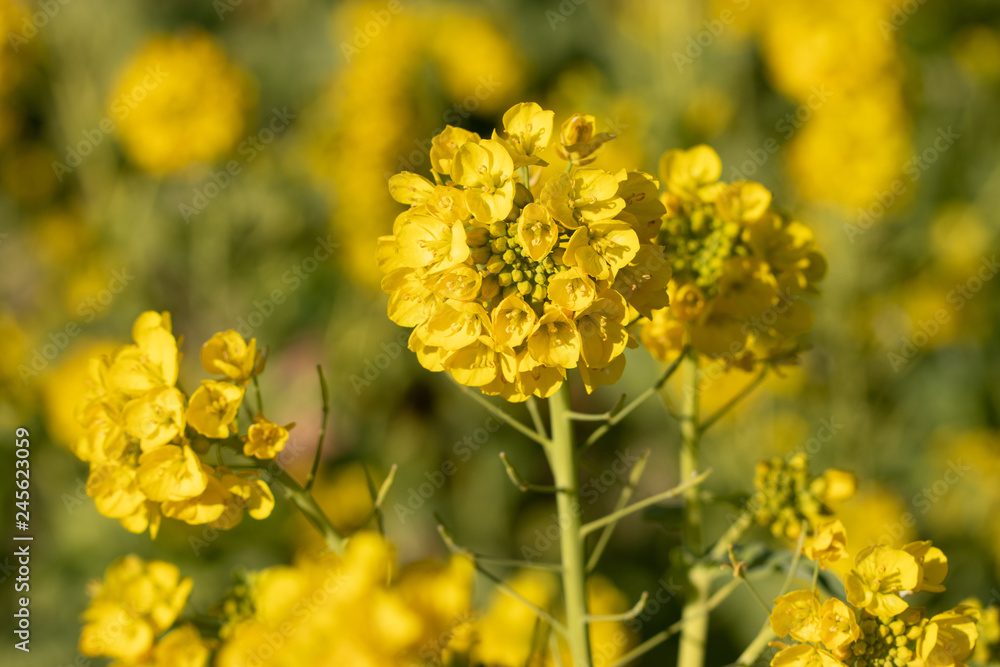 Rapeseed field of Kamogawa-city, Chiba Prefecture Rapeseed field of Kamogawa-city, Chiba Prefecture