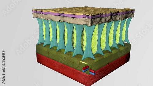 3D animation of normal skin tissue layers and with cellulite.