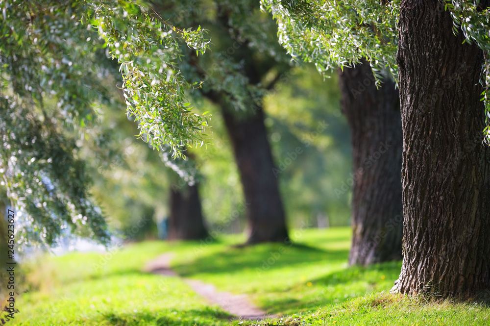 White Willow trees (Salix alba var. sericea 'Sibirica') in the park. Focus on foreground tree trunk. Shallow depth of field.