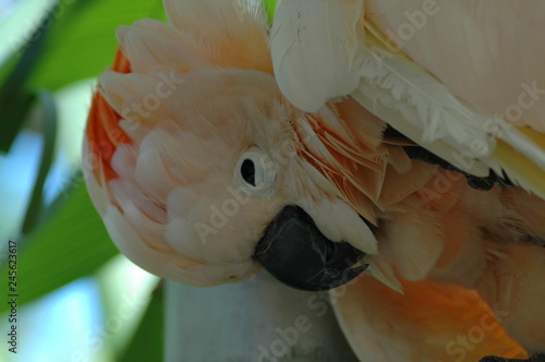 Portrait of a cockatoo