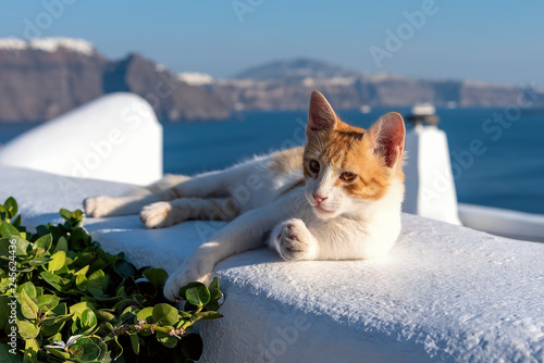 Wall Mural Oia village - Aegean sea - Santorini cat - Greece