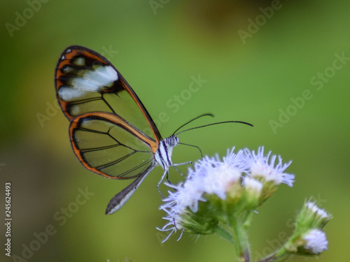 Glasswing Butterfly © Tony Ros