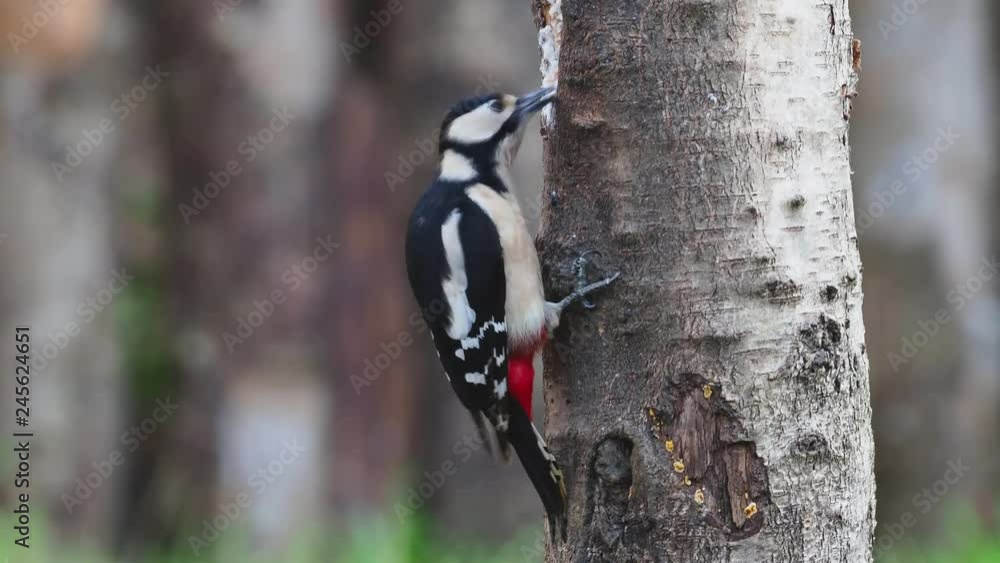 Great-spotted Woodpecker ( Dendrocopos major ) Feeding Great-spotted Woodpecker ( Dendrocopos major ) Feeding