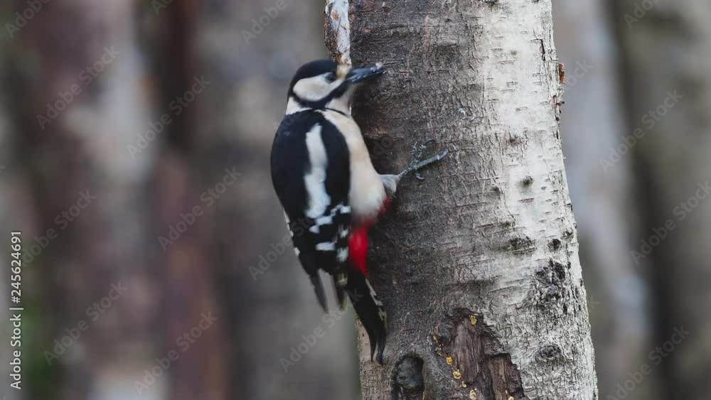 Great-spotted Woodpecker ( Dendrocopos major ) Feeding Great-spotted Woodpecker ( Dendrocopos major ) Feeding
