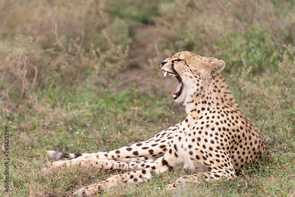 Cheetah in Serengeti National Reserve, Tanzania, Africa Cheetah in Serengeti National Reserve, Tanzania, Africa