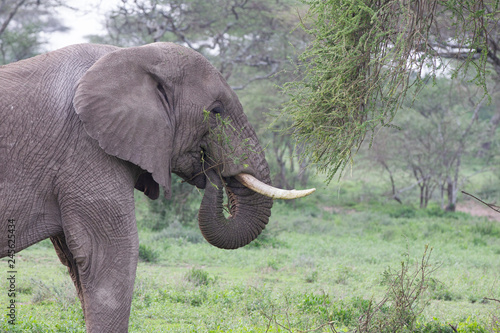 Male Elephant in the Serengeti National Reserve  Tanzania Africa