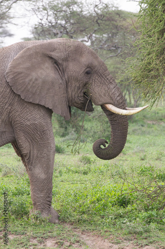 Male Elephant in the Serengeti National Reserve  Tanzania Africa