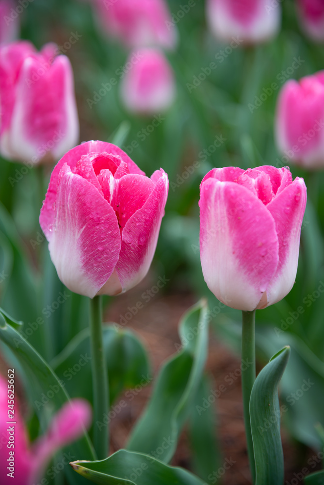Pink Triumph Tulipa Innuendo. Colorful Tulip flower fields. Pink Triumph Tulipa Innuendo. Colorful Tulip flower fields.
