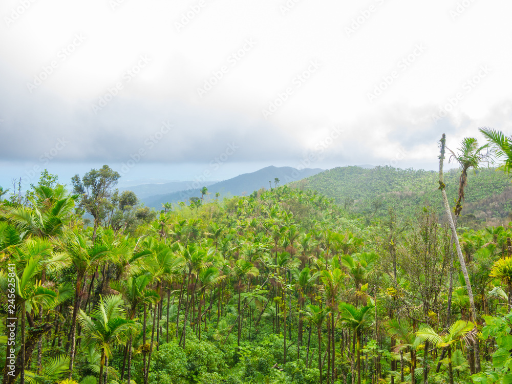 Overhead view of tropical vegetation at El Yunque National Forest in Puerto Rico