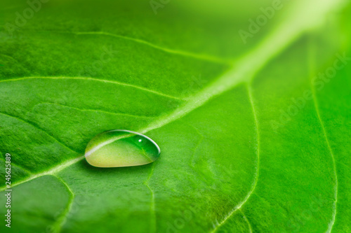 Macro of a large drop of transparent rain water on a green leaf. Drop of dew in the morning glow in the sun.