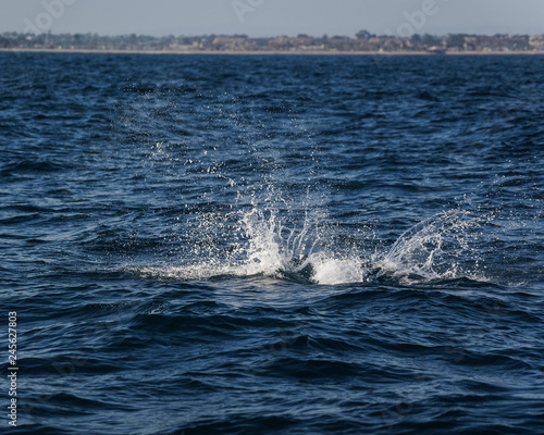 Dolphins Splash in the Ocean