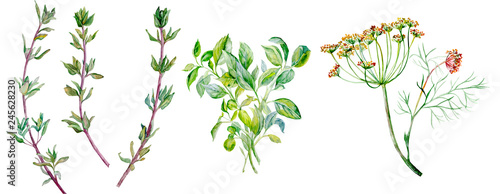 Flavouring herbs. Dill, thyme, spices. Watercolor illustration isolated on white background.