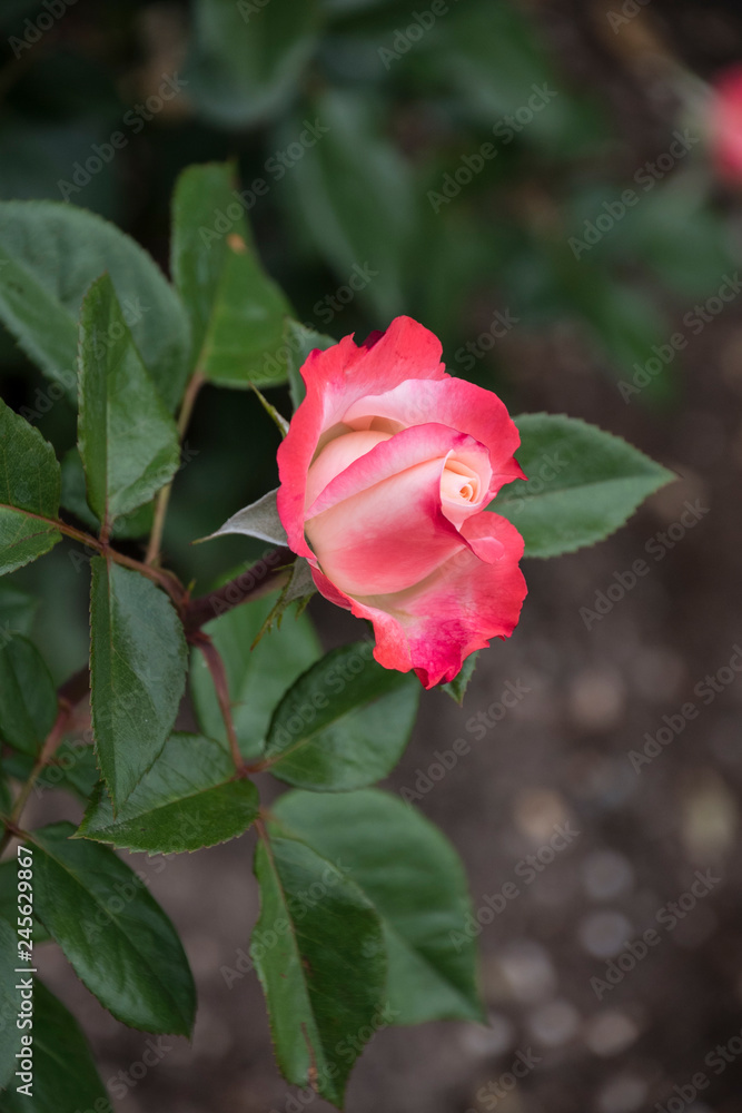 Rose flower closeup. Shallow depth of field. Spring flower of pink rose.