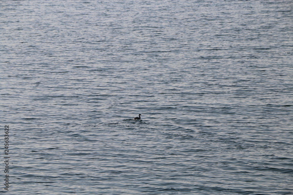 Fototapeta premium 竹生島クルーズからの景色