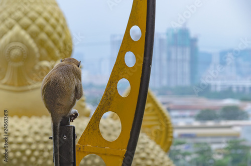 Photography Monkey with view to whole city of Kuala Lumpur