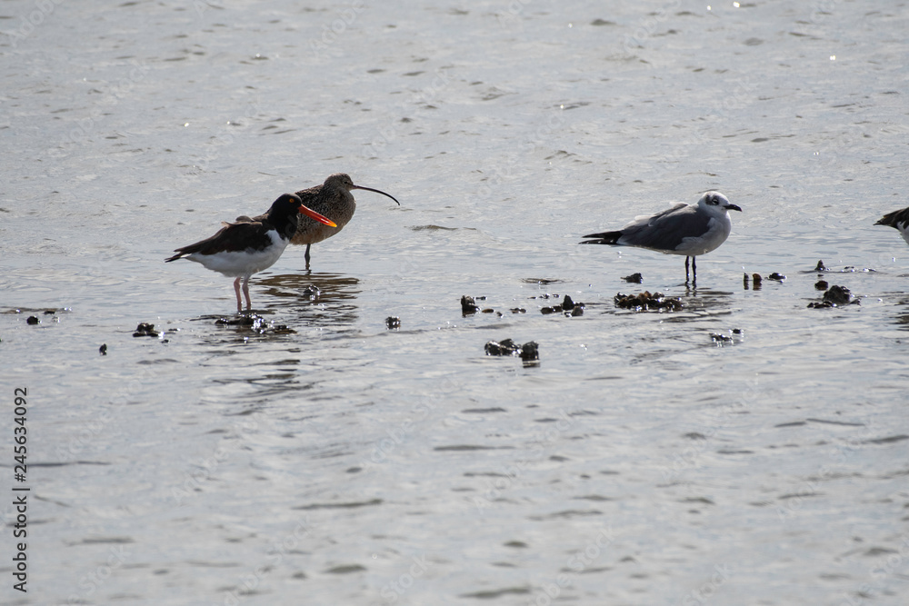 American oystercatcher in Aransas National Wildlife Refuge American oystercatcher in Aransas National Wildlife Refuge