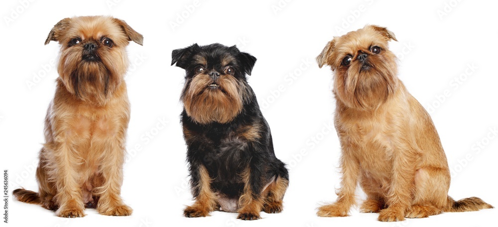 Belgian Griffon, Brussels Griffon dog on Isolated white Background in studio