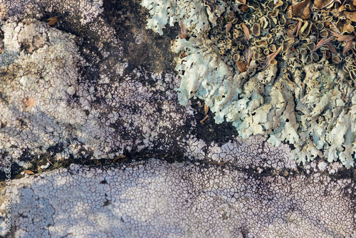 Schilderij op canvas foliose and crustose lichen on stone