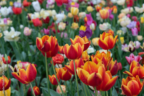 Colorful different types of Tulips flower fields.