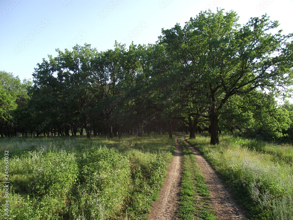 landscape with road in summer oak forest landscape with road in summer oak forest