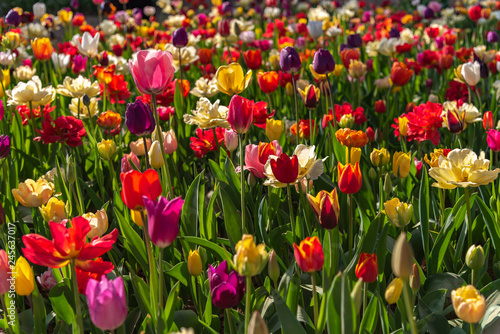 Colorful different types of Tulips flower fields.