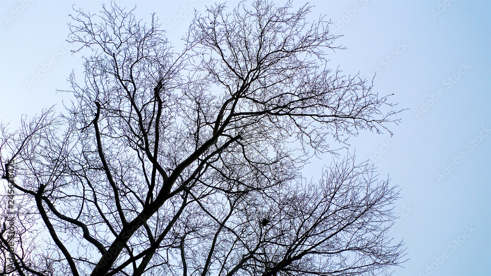 A spread of tangled leafless and bare branches from trees hibernating in winter set against the sky. A spread of tangled leafless and bare branches from trees hibernating in winter set against the sky.