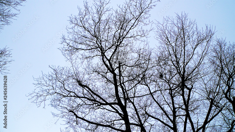 A spread of tangled leafless and bare branches from trees hibernating in winter set against the sky. A spread of tangled leafless and bare branches from trees hibernating in winter set against the sky.