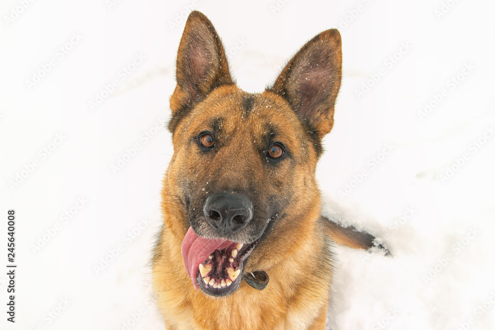 Funny smiling German East European shepherd portrait on a winter day. Copy space