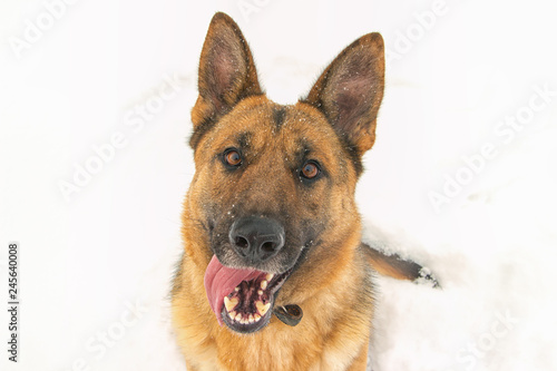 Funny smiling German East European shepherd portrait on a winter day. Copy space © beldesigne