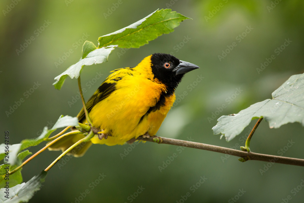 Obraz premium Village Weaver (Textor cucullatus).