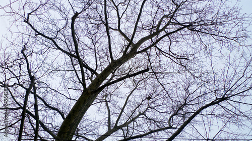 A spread of tangled leafless and bare branches from trees hibernating in winter set against the sky.