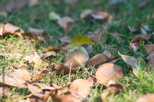 Autumn leaves in the grass 