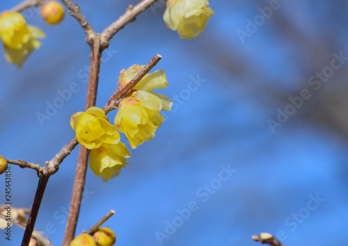 春を告げるソシンロウバイの黄色い花咲く © askaflight