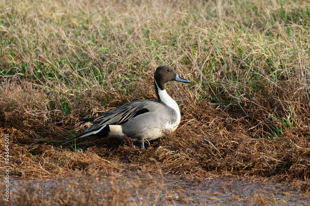 Northern Pintail Duck in Grass Northern Pintail Duck in Grass