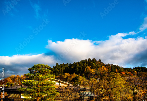 landscape with trees and blue sky