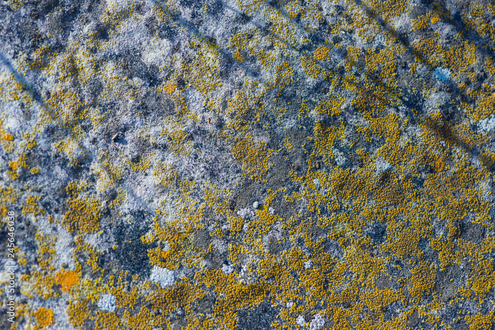 squamulose lichen on stone
