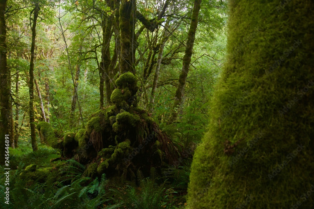 Obraz premium Green Mossy Forest