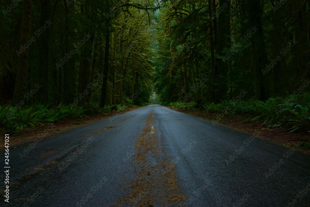 Road Through the Forest