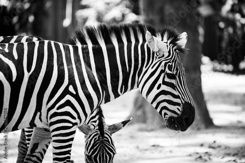Photo of a pair of Zebras feeding on leaves (in black and white)