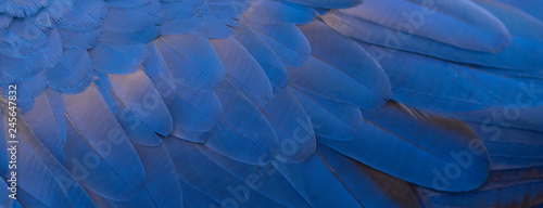 Closeup blue and gold macaw feathers