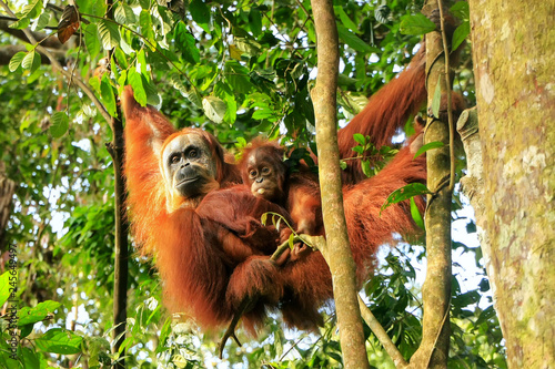 Female Sumatran orangutan with a baby hanging in the trees, Gunung Leuser National Park, Sumatra, Indonesia photo