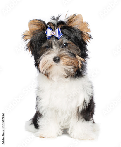 Dog beaver York Terrier on white background