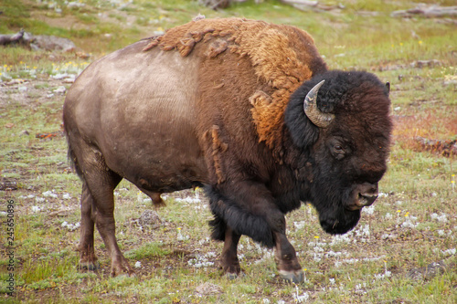 Male bison walking in Yellowstone National Park, Wyoming