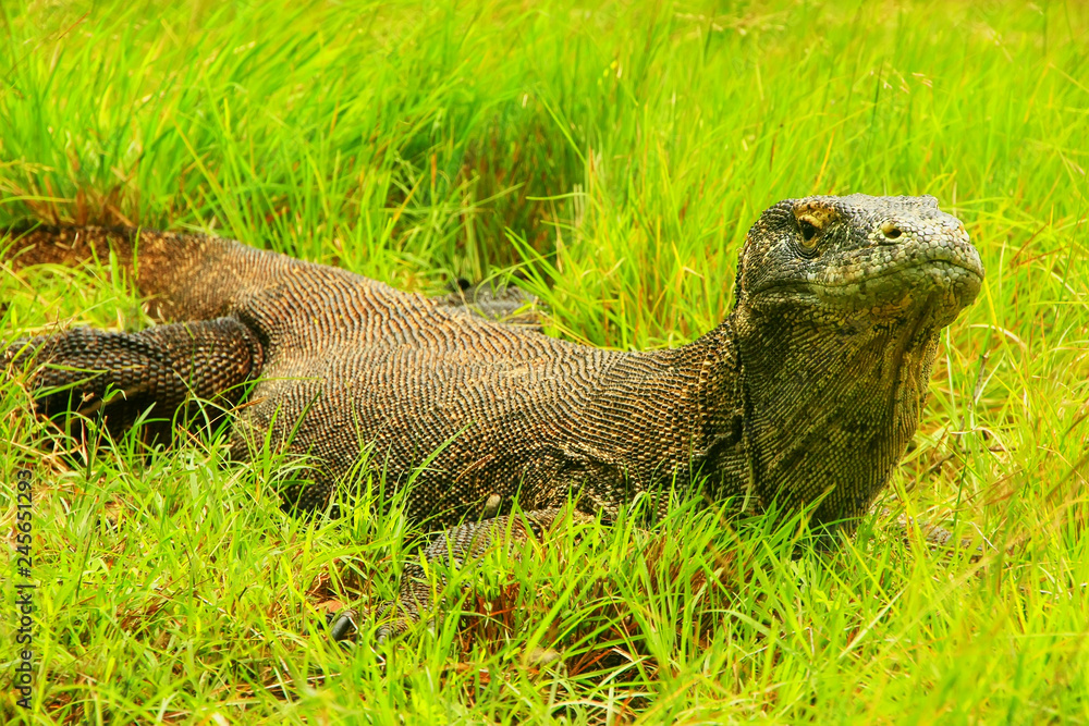Fototapeta premium Komodo dragon lying in grass on Rinca Island in Komodo National Park, Nusa Tenggara, Indonesia