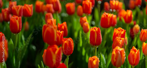 Flowers red tulips on tulips field   nature background