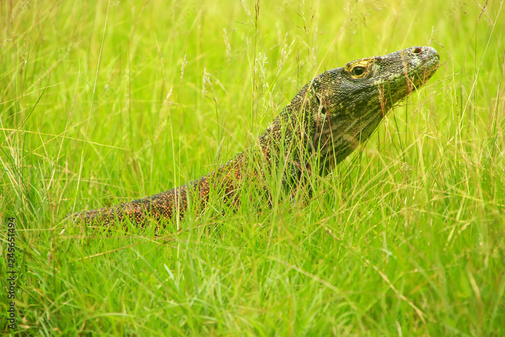 Naklejka premium Portrait of Komodo dragon lying in grass on Rinca Island in Komodo National Park, Nusa Tenggara, Indonesia