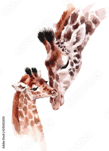 Photography Giraffes Mother and Baby Watercolor hand painted wild animal illustration isolat