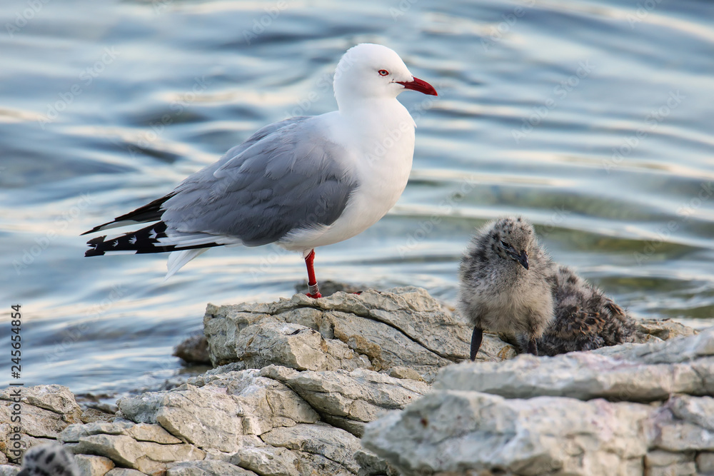 Red-billed gull with small chicks Red-billed gull with small chicks
